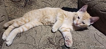 персидский котенок купить: 4 месяца, Мальчик, Приучена к лотку — 3