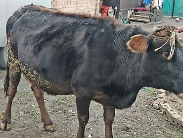 клевер белый: Продаю | Корова (самка) — 8