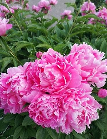 саженцы пионы: Корни пионов от 500 с и выше отправляем по регионам звоните по но — 2