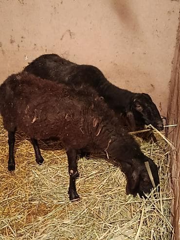 Продаю | Овца (самка) | Для разведения