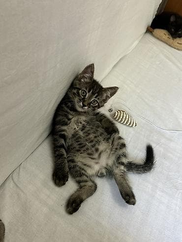 отдам даром котенка бишкек: Кошка даром: Беспородная, 2 месяца, Мальчик, Приучена к лотку — 7