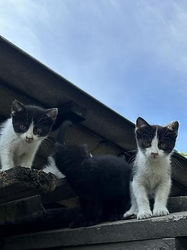 котенок даром: Кошка даром: Беспородная, 2 месяца, Девочка, Метис — 3