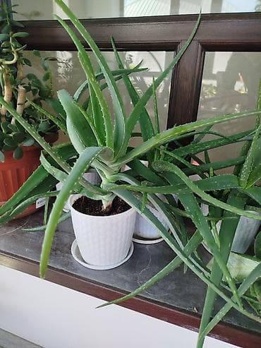 аптечка: Комнатные растения в горшках от 300-1000 1) Алоэ вера (крупные — 1