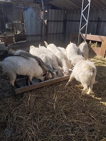 Кошки: Продаю | Козёл (самец) | Зааненская | На забой, Для разведения — 3