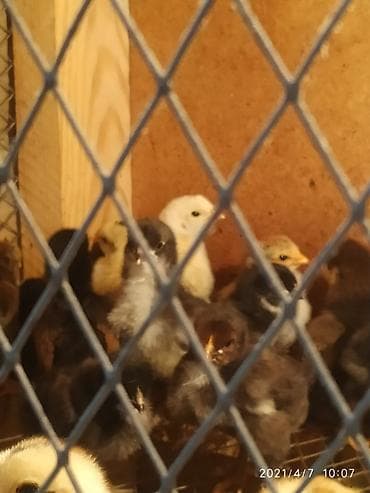куры марьям бишкек: Продаю | Цыплята | Полубрама | Для разведения — 3