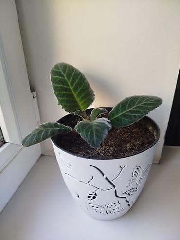 Молочаи: Продаю комнатные цветы.Коллекция комнатных растений в декоративных — 3
