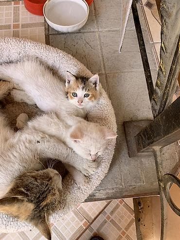 scottish fold: 1 месяц, Девочка, Приучена к лотку — 8