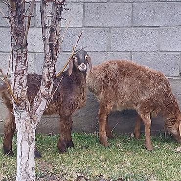 кози: Продаю | Ягненок | На забой — 3