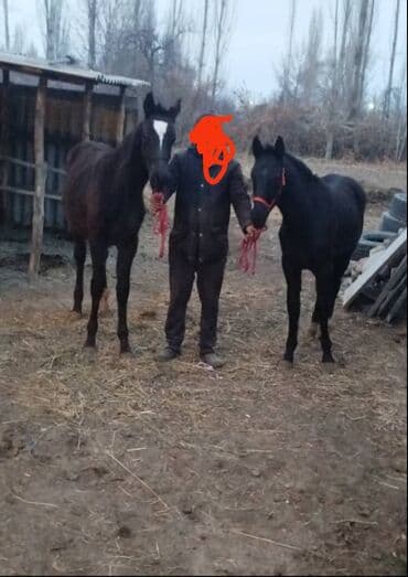 англиский бульдог: Продаю | Жеребенок | Английская | Для разведения, Конный спорт — 3