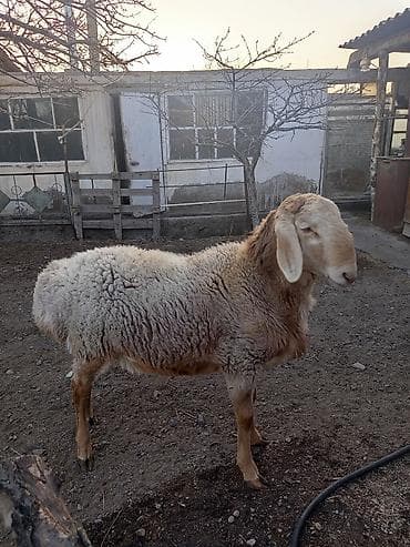 чип для животных: Продаю | Овца (самка) | Для разведения | Ярка — 5