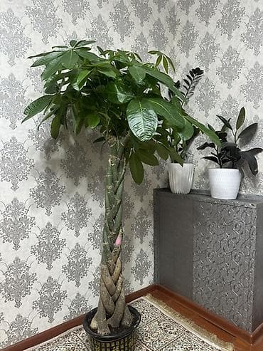 комнатные цветы даром: Комнатные растения в декоративных горшках: 1) Камелия (маленькая) — — 7