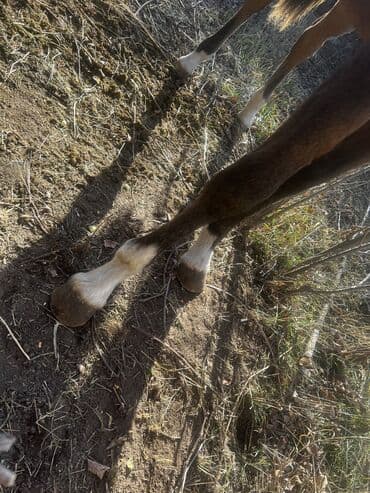 племенные коровы молочные купить: Продаю | Жеребенок — 7