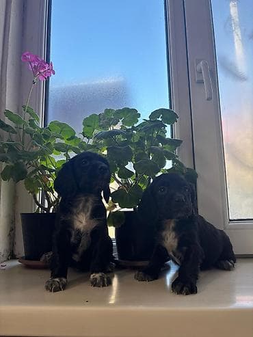 китайский шарпей цена: Продаются Щенки русского охотничьего спаниеля Щенки родились 1 января — 5