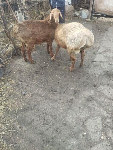 купить собаку шпица недорого: Продаю | Баран (самец) | Для разведения | Матка — 3