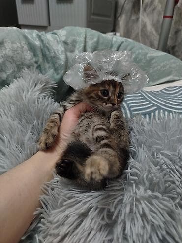 котятки: Кошка даром: Беспородная, Мальчик — 7