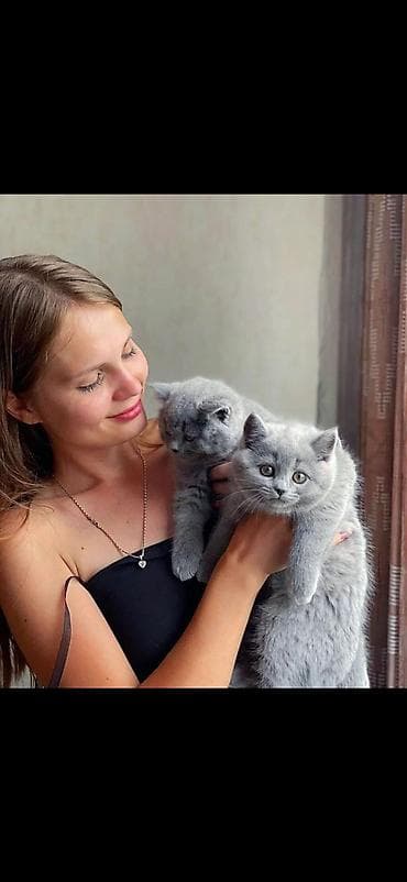 кошка в бишкеке: Британская короткошёрстная, 2 месяца, Мальчик — 4