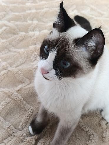 Үй жаныбарлары үчүн товарлар: Котёнок с окраcом поинт (сиал-поинт/сноу-шу тип): бело-коричневая — 1