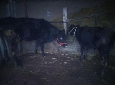 Айыл-чарба жаныбарлары: Сатам | Кунаажын | Ангус | Бордоп семиртүү үчүн | Бооз — 1