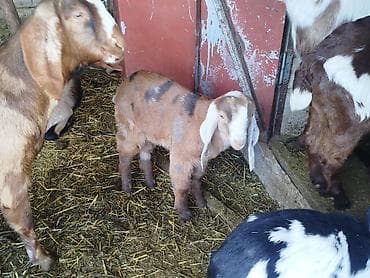 дойную козу: Продаю | Козлёнок | Нубийская, Битал, Камори | Для разведения | Племенные — 3