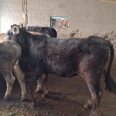 пародестые бычки: Продаю | Музоо, торпок | На откорм — 4