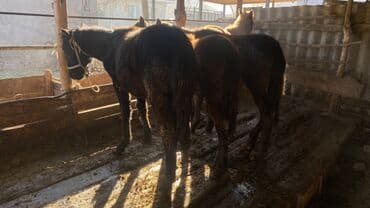 кара кон: Продаю | Жеребенок | Полукровка | Для разведения — 4