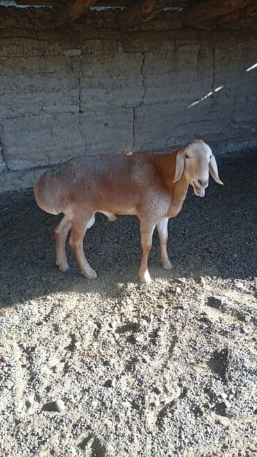 Продаю | Баран (самец) | Арашан | Для разведения at lalafo.kg Продаю | Баран (самец) | Арашан | Для разведения