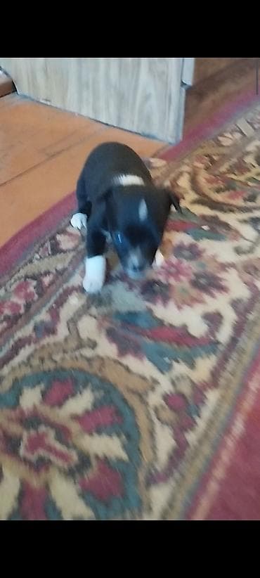 ротвейлер собаки: Готовы к продажи щенки Той терьера. Три мальчика и одна девочка — 4