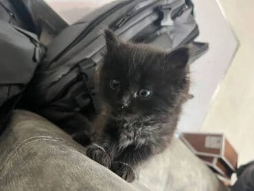 сколько стоят вислоухие кошки: Скотиш Фолд (Шотландская вислоухая), 2 месяца, Мальчик, Черный, Приучена к лотку — 12