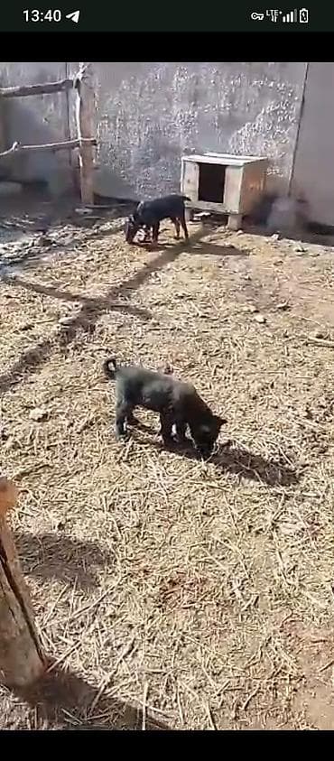 собаки хаски: Лайка, 2 месяца, Самка, С прививкой — 3