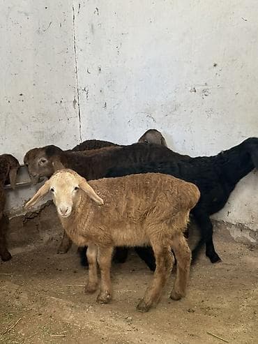 козу срочно: Продаю | Ягненок | На забой — 1