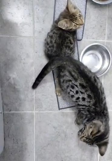 Бенгальская, 2 месяца, Мальчик, Черный, Приучена к лотку