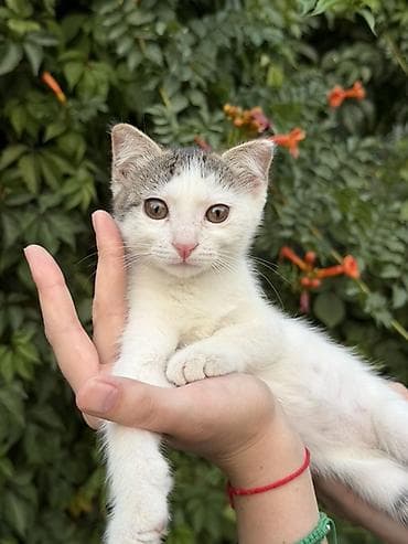 бишкек кошка: Котята домашние короткошерстные, возраст 3 месяца. Ласковые — 4