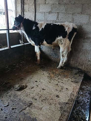 жирныйе телки: Продаю | Бык (самец) | Голштин | На откорм | Привязанные — 6