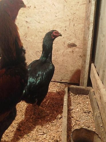 цыплята беловодск: Продаю | Куры — 7