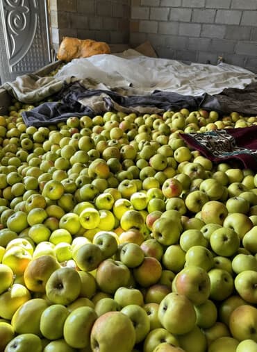 стеллажи для фруктов: Яблоки Оптом — 1