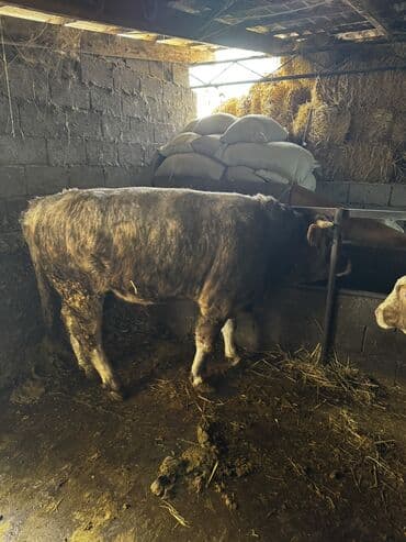 продам щенка овчарки: Продаю | Бык (самец) | Симментальская | На откорм | Племенные — 8