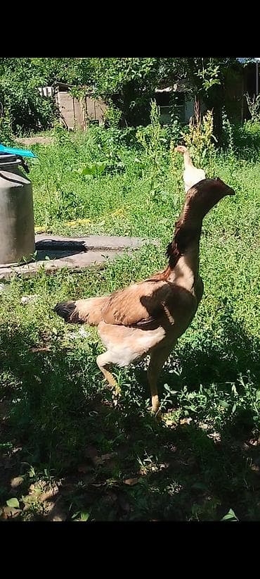 курица: Продаю | Куры, Петух | Бойцовая, Дакан — 5