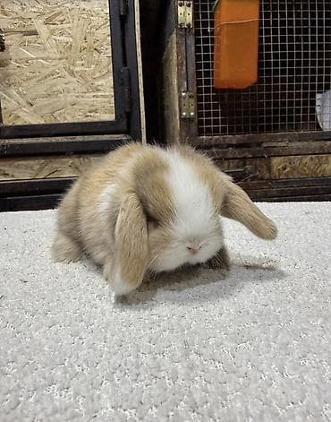 собака маленькая: Мини-лоп (Mini Lop) крольчата, сплит-окрас “мармелад” и другие — 2