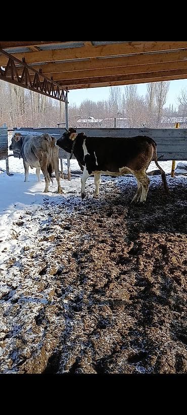 Продаю | Бык (самец) | Полукровка | На откорм | Привязанные