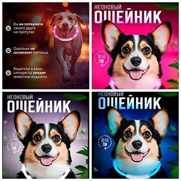 купить щенка хаски: БОЛЬШОЙ ВЫБОР ОМУНИЦИИ ДЛЯ СОБАК,БОЛЬШЕ ИНФОРМАЦИИ И ФОТО СКИДЫВАЮ НА — 8