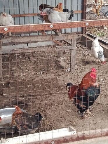 Башка жаныбарлар: Сатам | Тооктор | Үй | Көбөйтүү үчүн — 1