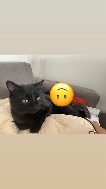кошки каракол: Кошка даром: Беспородная, 2 года, Мальчик, Приучена к лотку, Проглистована — 2
