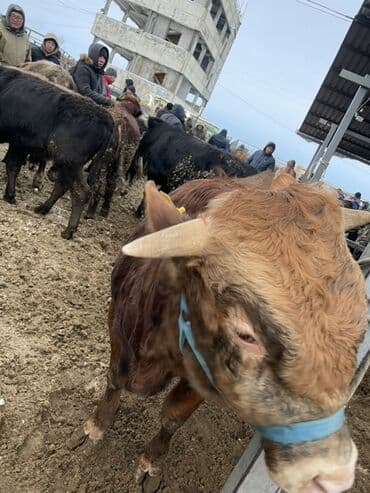 куда можно отдать кошку в бишкеке: Продаю | Бык (самец) | На откорм | Племенные — 8