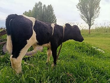 гуси мамут: Продаю | Бык (самец), Музоо, торпок | Голштин | На откорм | Привязанные — 3