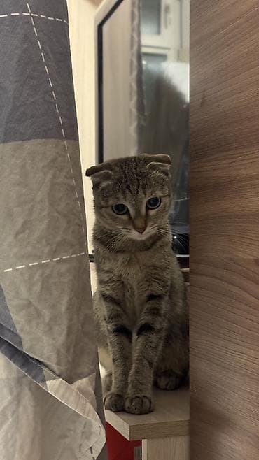 мышык берем: Шотландская вислоухая кошка (Скоттиш-фолд) Кошечку зовут Мия, она — 4