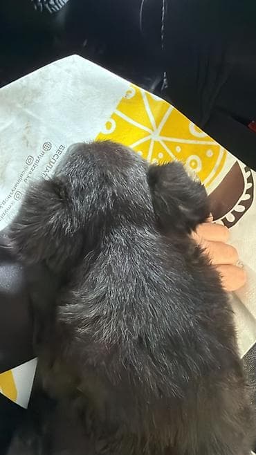 Щенок, черный - Возраст: на вид несколько месяцев, активный и at lalafo.kg Щенок, черный - Возраст: на вид несколько месяцев, активный и