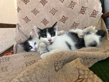 новорожденные котята: Отдаю в добрые руки котят оба мальчика черно белые один пушистый — 1