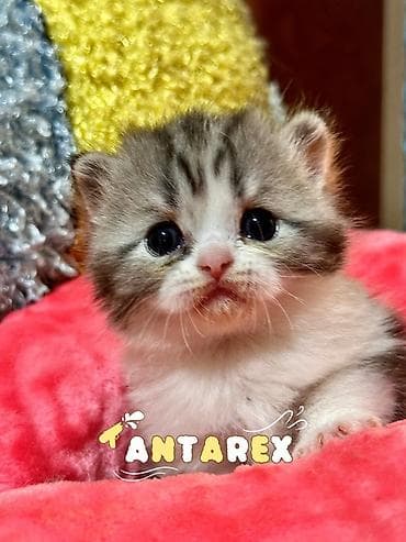 Животные: Чистопородные шотландские котята от красивой привозной пары (Россия) — 5