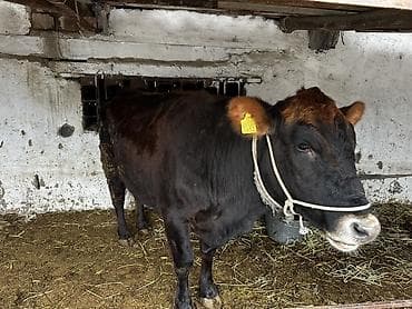 поилки для коров: Продаю | Корова (самка) | Полукровка | Для молока | Племенные — 2