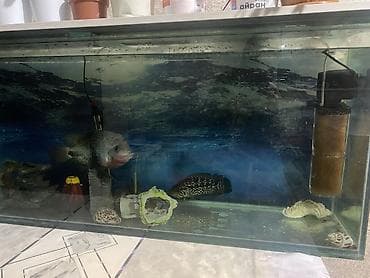 апарат инкубатор: Большой аквариумный комплект с оборудованием и декором Есть торг - — 2